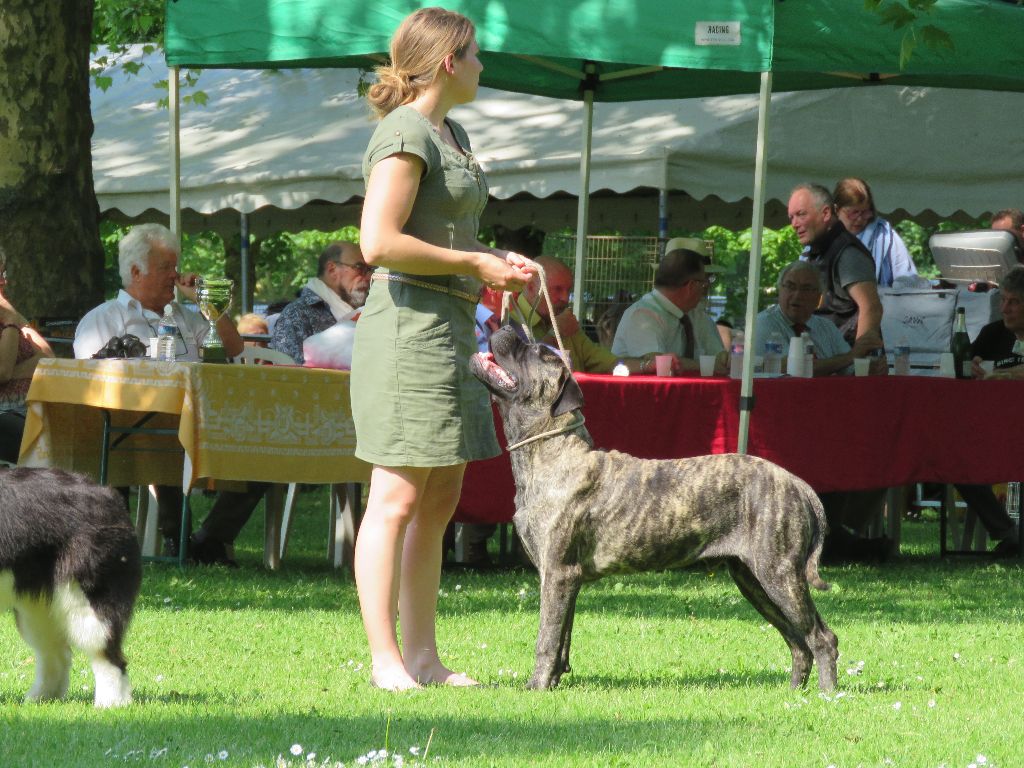 N'the black tiger dit blacky Du Domaine De Guilia