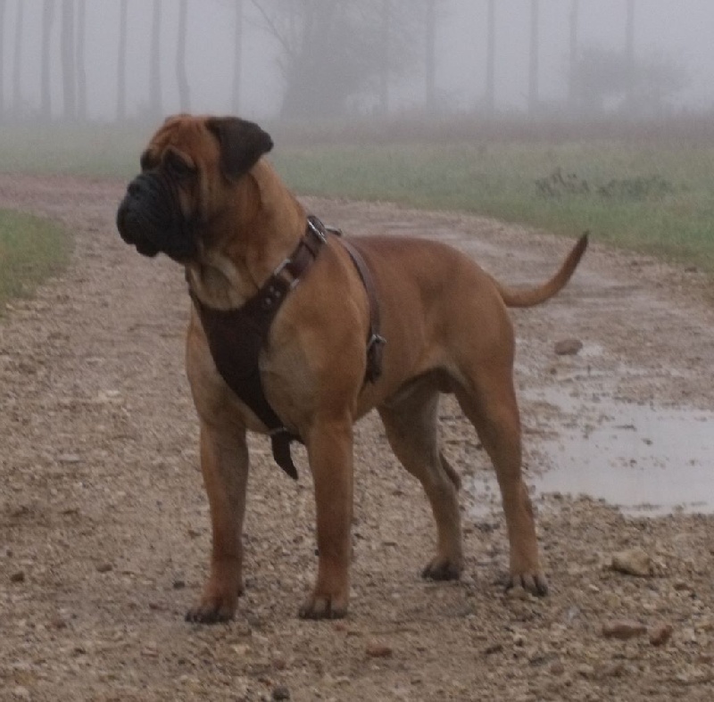 Galway des jardin's d'atlantis