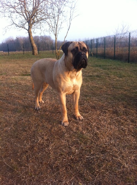 Giorka Du Domaine De Guilia