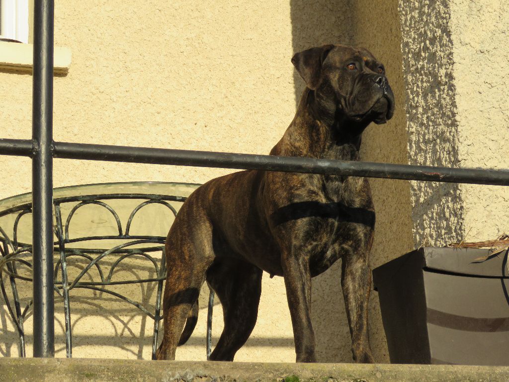 Laya Du Domaine De Guilia